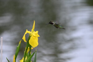 Humming bird