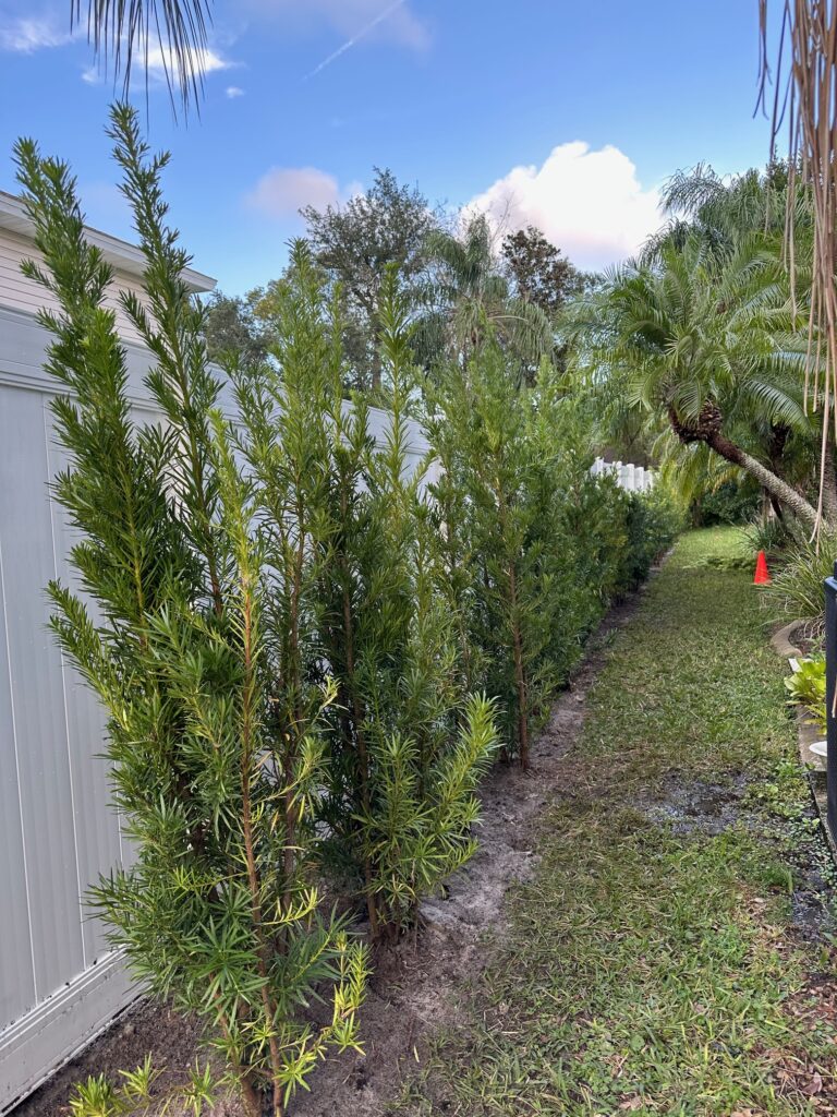 Repurposed podocarpus