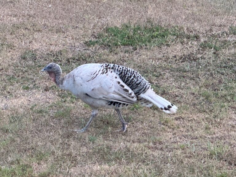 White turkey