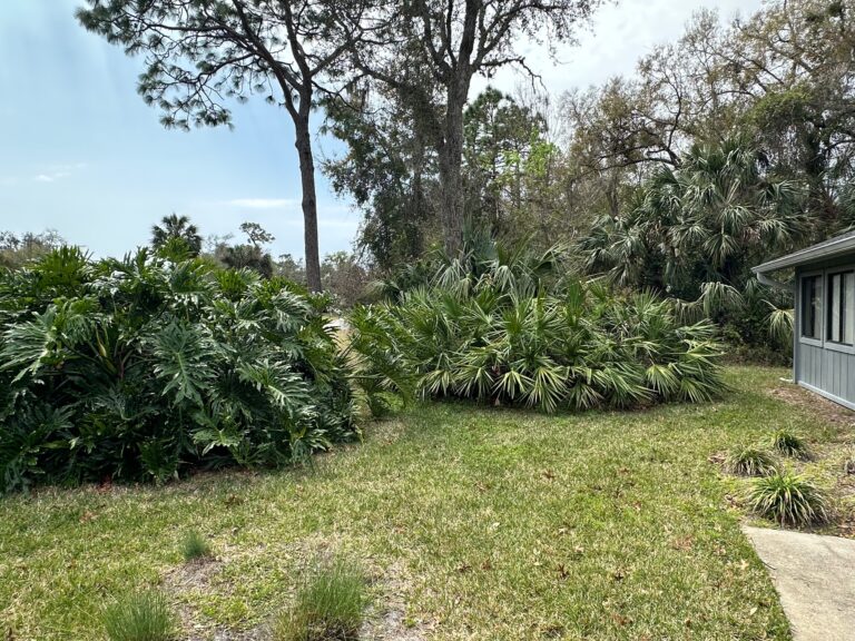 Saw Palmettos before