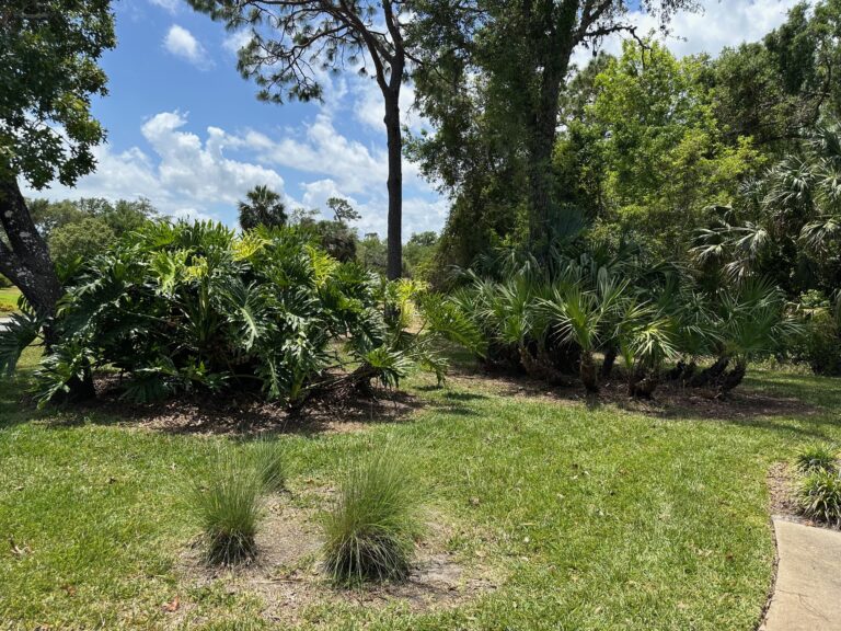 Saw Palmettos after