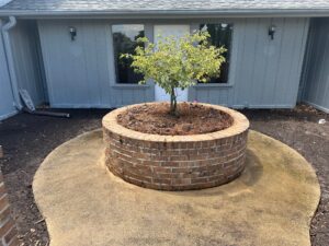 Bougainville Bonsai 2