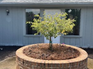 Bougainville Bonsai close