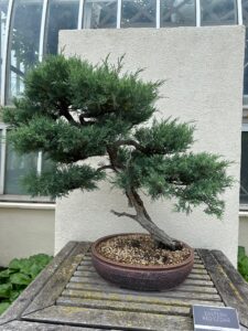 Eastern Red Cedar