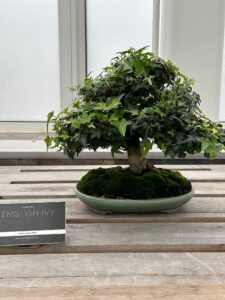 English Ivy