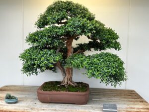 Greek Myrtle