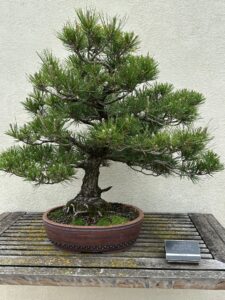 Japanese Black Pine