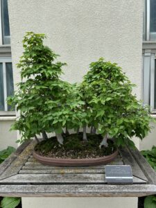 Japanese Graybark Elm