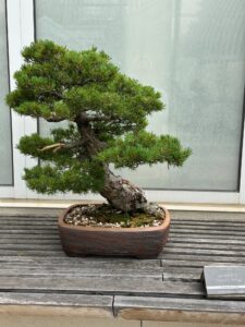 Japanese White Pine