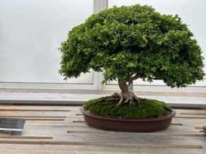 Kingsville Boxwood
