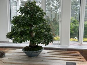 Monterey Bay Cherry