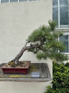 Ponderosa Pine