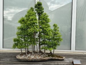 Tamarack