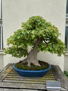 Trident Maple