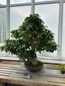 Weeping Fig