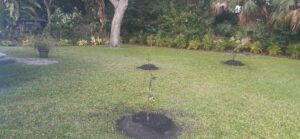 Magnolia Project Citrus in Back Yard