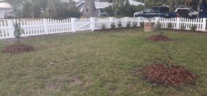 Edgewater on Magnolia Front Yard Citrus