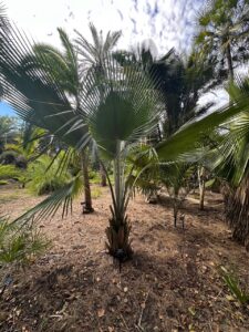 Chinese Fan Palm