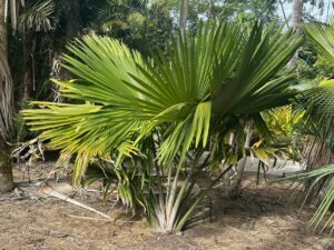 Kentia Palm