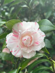 Camellia Pink Candy Mint