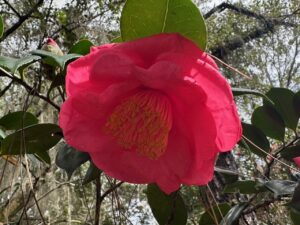 Camellia Red Hot