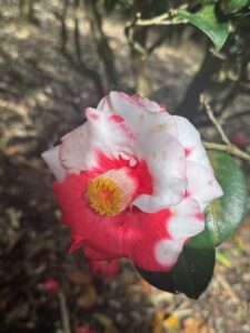 Camellia Strawberry Jubilee