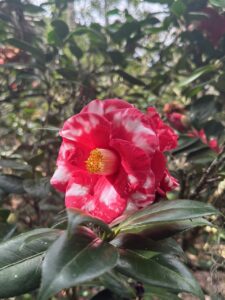 Camellia Strawberry Mint Julip