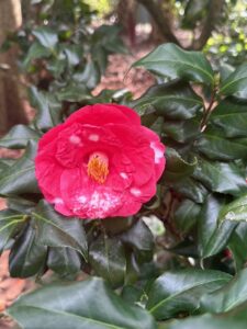 Camellia Petite Lovely Red