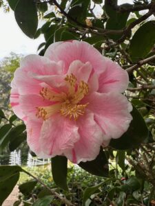 Camellia Pretty in Pink