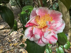 Camellia Tricolor Horizon