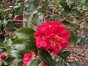 Camellia Red Double Delight
