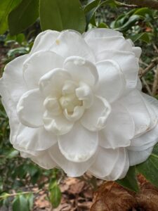 Camellia Her Majesty in White