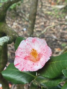 Camellia Pink Bedazzle