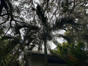 Palm Canopy
