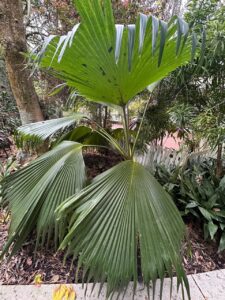 Washingtonia Palm