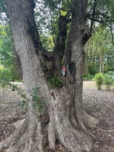 Gnome Hanging out in the Old Oak Tree