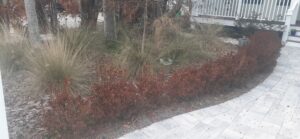 Freeze damage on ixora