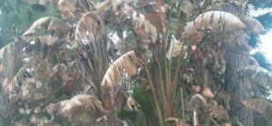 Freeze damage on white bird of paradise