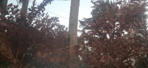 Freeze damage on fishtail palms