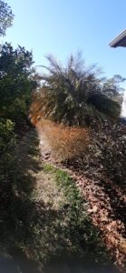 Gold mound freeze damage