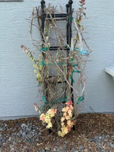 Bougainville after trim back from freeze