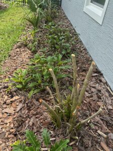 Dracaena after freeze cutback